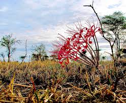 Image result for Ammocharis tinneana