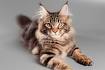 13 interesting LARGE CAT BREEDS (#8 is absolutely adorable ...