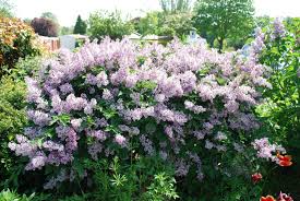 Meet the miss kim lilac bush (syringa pubescens subsp. Syringa Pubescens Subsp Patula Miss Kim Let S Go Planting