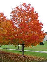 Maybe you would like to learn more about one of these? 5 Main Types Of Maple Trees In Tennessee Progardentips
