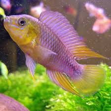 Pin On Aquarium