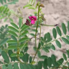 Image result for Tephrosia purpurea