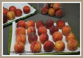 Easy methods to store peaches peaches can stay for 1 to 3 days on the counter until they're ripe. How To Store Fresh Peaches Tips For How To Ripen Fresh Peaches