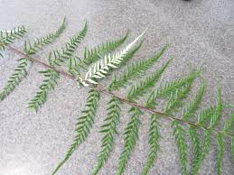 Image result for Pityrogramma calomelanos