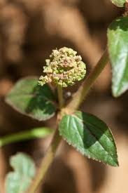 Image result for Euphorbia granulata