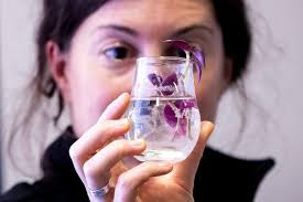 Meredith Forrest Kulwicki