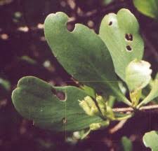 Image result for Lumnitzera racemosa