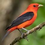 Thursday Morning Bird Walks: Lobster Cove Meadow