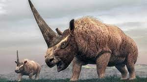 Elasmotherium is an extinct genus of large rhinoceros endemic to eurasia during the late pliocene through the pleistocene, existing from 2.6 ma to at least as late as 39,000 years ago in the late pleistocene. Neue Knochenfunde Sibirisches Einhorn Lebte Langer Als Angenommen Welt