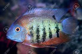 We did not find results for: Red Shoulder Severum Heros Efasciatus Beautiful Ornamental Stock Photo Picture And Royalty Free Image Image 135576583