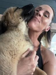 Anatolian shepherd great dane mix for adoption