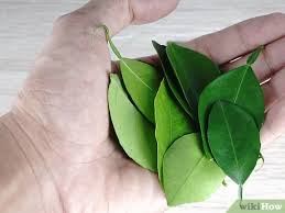 Maybe you would like to learn more about one of these? 3 Ways To Make Herbal Earl Grey Tea Wikihow