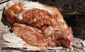 Understanding the signs and symptoms of the avian flu is important for immediate treatment to take place. Newcastle Disease