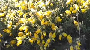 The days are long and the nights are short. Gorse In January Flowers All Year Round Youtube