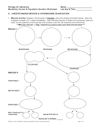 Meiosis Stages Worksheet Bing Images Mitosis Vs Meiosis