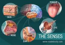 Image result for what is sensory organs