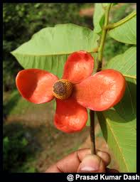 Image result for Uvaria