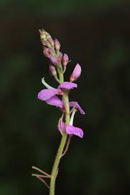 Image result for Desmodium intortum