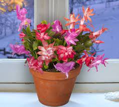 Christmas cactus have species that show so many different characteristics that care for each species needs to be known separately. Colorful Christmas Cactus For The Holidays Logee S