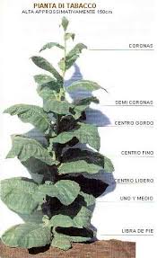 Image result for marche tabacco da rollare