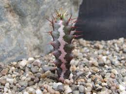 Image result for Euphorbia baylissii