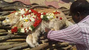 A funeral would be very appropriate. Pet Burial N Cremation In Hyderabad Secunderabad Kennel Dealers In Hyderabad Justdial