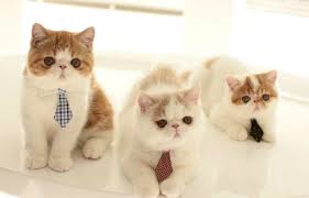 Koleksi kucing comel jiwarosak com. Foto Kucing Comel Di Dunia Cute766