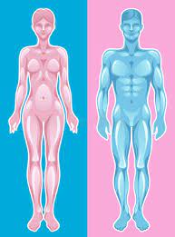 Every human being, man and woman, was created for the same purpose — to fuse body and soul in order to make themselves and their world a better man and woman represent two forms of divine energy; Body Type Men Women Stock Illustrations 120 Body Type Men Women Stock Illustrations Vectors Clipart Dreamstime