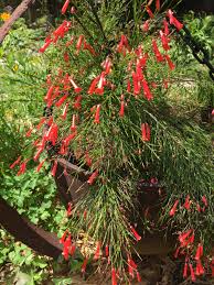 David verity cigar plant, cuphea. Russelia Equisetiformis Red Firecracker Fern Coral Fountain