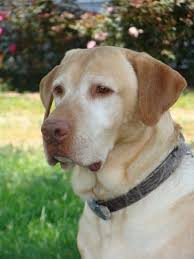 Black lab puppies cute puppies cute dogs dogs and puppies i love dogs doggies black puppy dogs 101 labrador retrievers. Labrador Puppies For Sale Puppy Lane Labspuppy Lane Labs He S Not Just A Dog He S A Lab