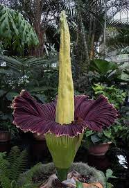 How To Grow A Corpse Flower Corpse Flower Carrion Flower Weird Plants