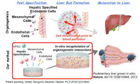 Image result for the liver cell