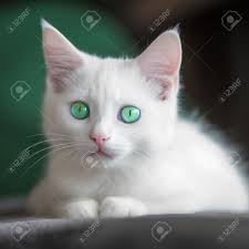 Portrait Of White Cat With Green Eyes On A Green Background. Stock Photo,  Picture and Royalty Free Image. Image 205249771.