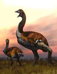 Maybe you would like to learn more about one of these? The Elephant Bird Regains Its Title As The Largest Bird That Ever Lived The New York Times