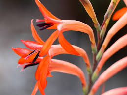 Image result for Watsonia
