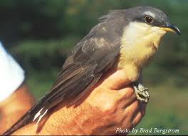 Black Bird With Orange Belly In Georgia Ga Fl Bird Photos By B J Bergstrom