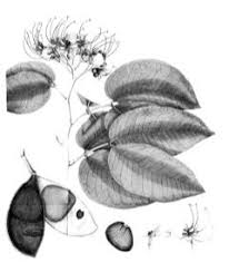 Image result for Intsia bijuga