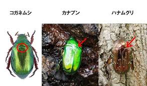 コガネムシの生態と対策 幼虫と成虫の駆除方法とコガネムシトラップの作り方