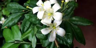 More article related to flowers name 1.3. How To Grow Care Of Kamini Nursery Buy