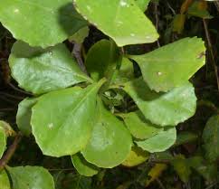 Image result for Chrysanthemoides monilifera