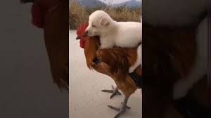 Try Not To Laugh Funny Dog And Chicken Video Tik Tok Video Youtube Скачать chicken video, смотреть онлайн chicken video в hd качестве. youtube