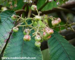 Saurauia - Saurauia madrensis - Seeds
