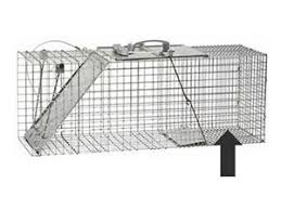 Set the trap so the trap door will shut when the groundhog puts weight on the pan. How To Trap A Pesky Groundhog Efficient Tips To Get The Trapping Job Done