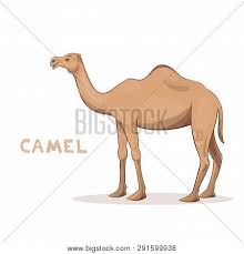 From wings to parasite, here's a look back at all of the best picture oscar winners in the history of the ceremony. Cartoon Camel Vector Photo Free Trial Bigstock