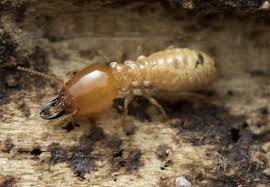 Although they look like ants and usually considered to be white ants by most people, they actually resemble cockroaches by their organisms. Top 6 Best Termite Treatments Updated For 2021