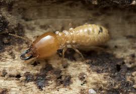 7 options for drywood termite control. Top 6 Best Termite Treatments Updated For 2021