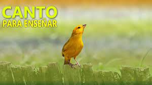 Que podrás encontrar,( belgas, criollos, en celo, timbrados, flauta,. 4 Tipos De Canto Para Ensenar Canario Criollo De Terra Jilguero Dorado Sicalis Flaveola Youtube