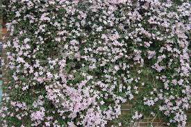 A vigorous deciduous climber, in late spring it is covered. Clematis Montana Clematis Montana Clematis Clematis Montana Rubens