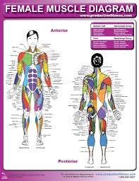 Maybe you would like to learn more about one of these? Diagram Of Body Muscles And Names Muscle Names And How To Tone Them The Athlete The
