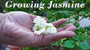Flora Series Growing Jasmine How To Grow Jasmine Plants In Containers Youtube Jasmine Plant Plants Jasmine Flower